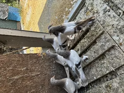 Sağlıklı Oyunlu Güvercinler