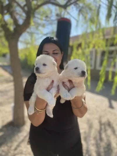 Sağlık Ve İrk Garantili Samoyed Yavrularım