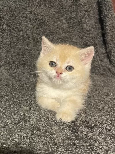 Anne Baba Şecereli Golden Ny12 Safkan British Shorthair