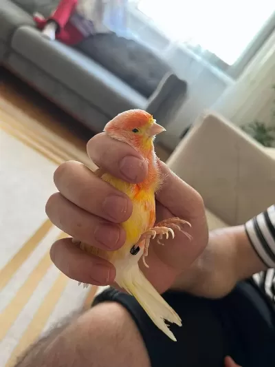 Renk Güzeli Ötüşlü Kanarya Kafes Dahil