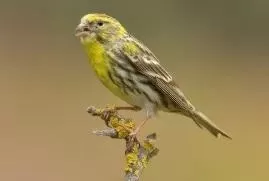 Yavru Erkek Ve Dişi İskete Kuşu