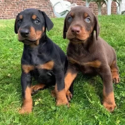 Profesyonel Üretim Çifliğinden Doberman Kapıda Ödeme