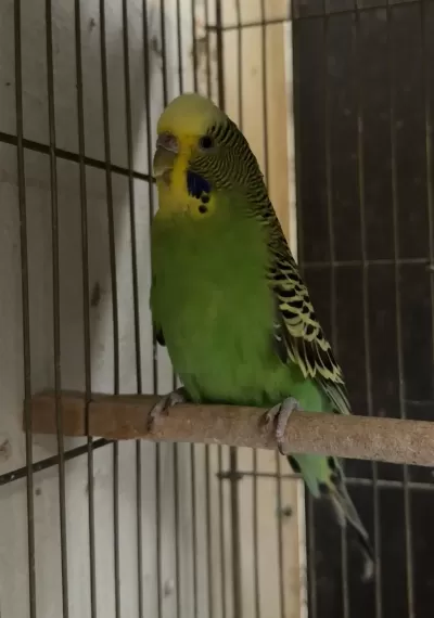 Harika Dişi Muhabbet Kuşu