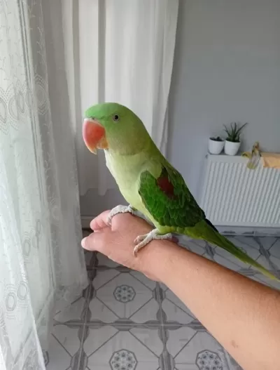 1.5 Yaşında Alexander Papağanı