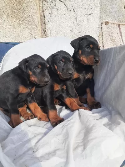 Şampiyon Soydan Doberman Yavrular