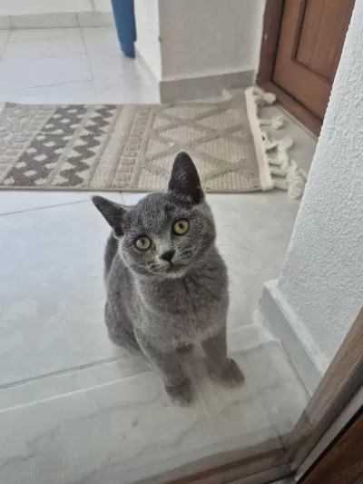 British Shorthair Erkek 4 Aylık