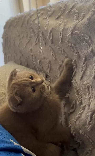 Scottish Fold Yavru 3 Aylık