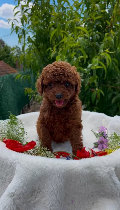 Biblo Güzelliğine Sahip Dark Red Brown Teacup Poodle