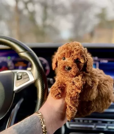 Kore Kan Red Toy Poodle Yavrularim