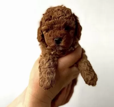 Red Toy Poodle Yavrularim