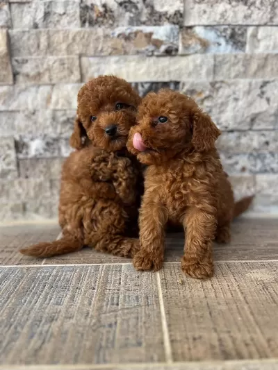 Mikrochipli Hipoalerjenik Red Brown Poodle Yavrular