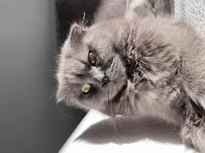 Hamile Kedim Devamı Açıklamada