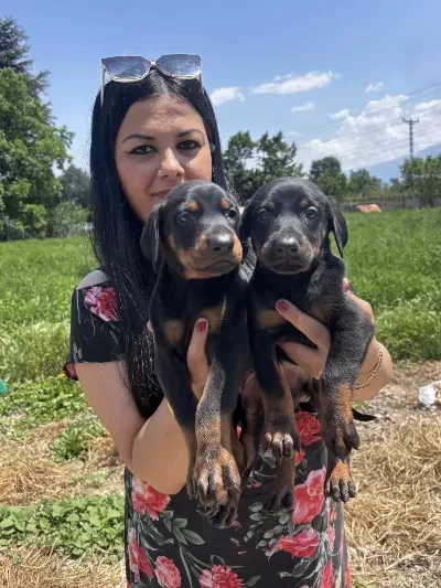 Safkan King Doberman Yavrularım