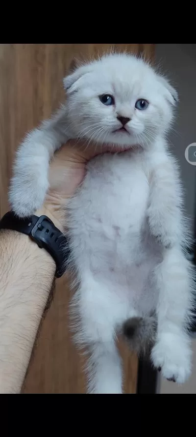 Scottish Fold Kedisi
