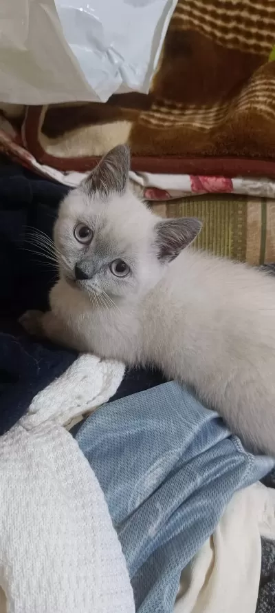 Çok Akıllı Kucak Kedisi Sevgi Manyağı Yavrularımız