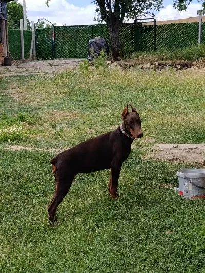 A Scr Şampiyon Soy Doberman