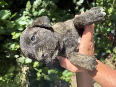 Kaplan Desenli (tiger) Ve Siyah Safkan Cane Corso Yavrular