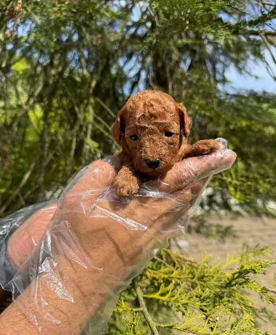 Tea Cup Red Browne Poodle Bebekleri̇mi̇z