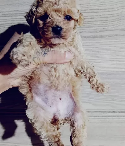 Toy Poodle Bebeklerimiz