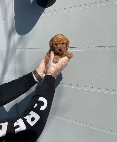 Oyuncak Surat Gerçek Toy Poodle Yavrularimiz