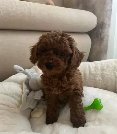 Ankara Yenimahalle Toy Poodle Yavruları Kendi Üretimimiz Şecere Garantili