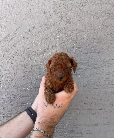 Red Browne Kore Toy Poodle Bebeklerimiz