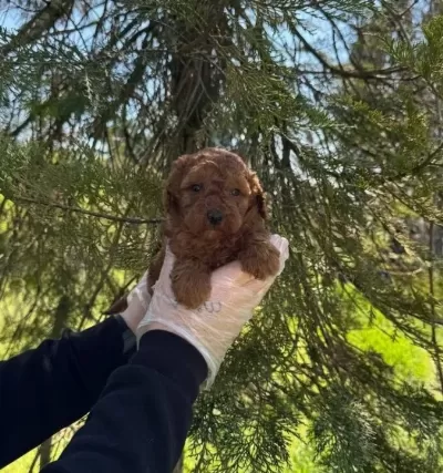 Irk Ve Sağlik Garanti Li Poodle Yavrularimiz