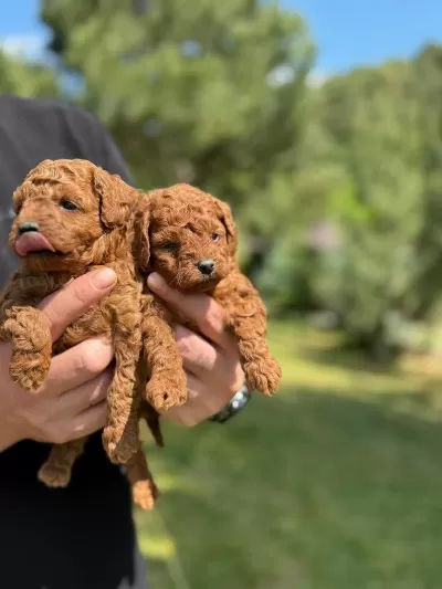 Tea Cup Poodle Yavrular