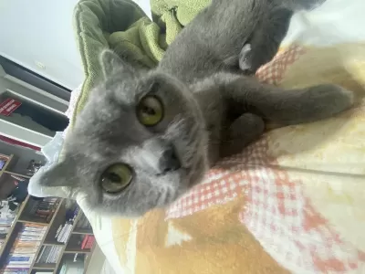 1,5 Yaşinda Dişi British Shorthair