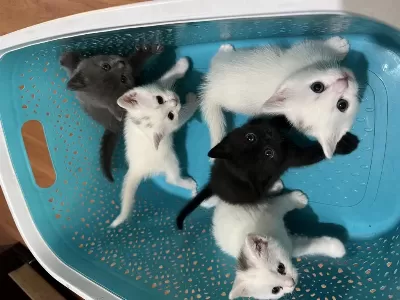 Minik Kedilerimiz Yuvalarına Hazır