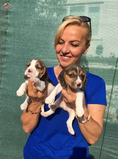 Irk Garantili Uc Renk Beagle Yavrularımız