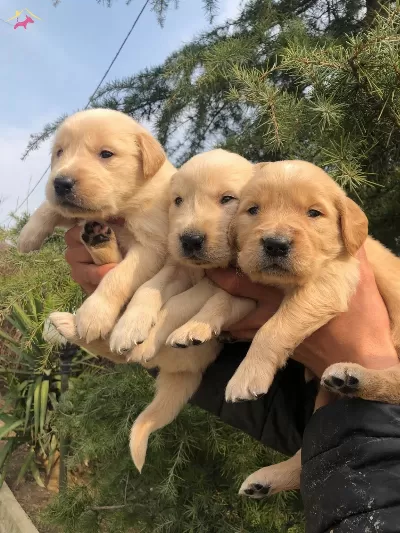 Bebek Yüzlü Golden Retriever Yavrularımız