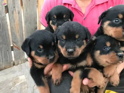 Rottweiler Disi Yavrularımız