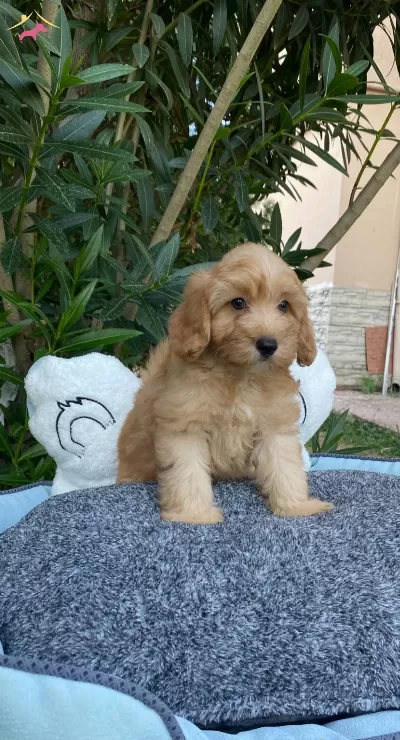 Biblo Gibi Bebek Maltipoo