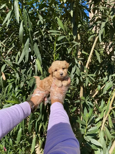 En Sevilen Renk Maltipoo Kuzucuklari