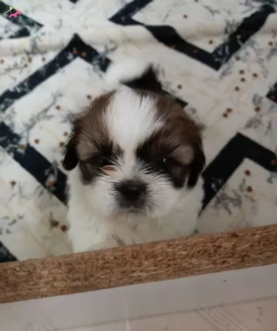 Show Kalite Shih Tzu Bebekler