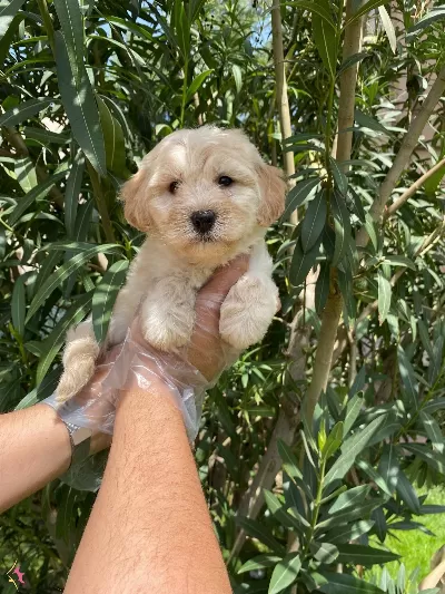Pofuduk Tuylu Maltipoo Yavruları