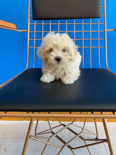 Dalgali Tuylu Krem Bebek Maltipoo Yavruları
