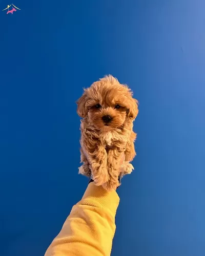 Red Renkte Bol Tuylu Maltipoo Yavrularımiz