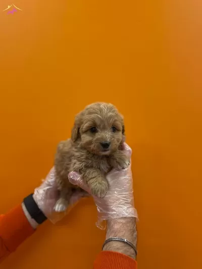 Gerçek Maltipoo Yavrularımız