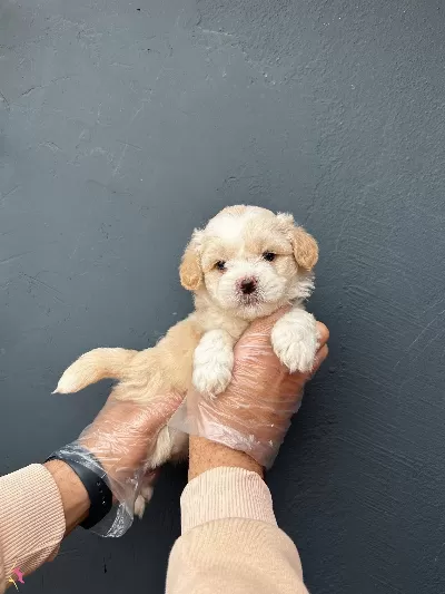 Irk Ve Saglik Garantili Ruhsatli Uretim Ciftliginde Maltipoo