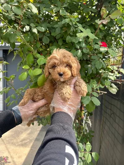 Yumasacik Tuylu Maltipoo Bebekler