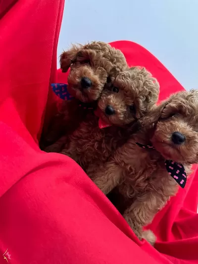 Orjinal Kg Garantili Toy Poodle