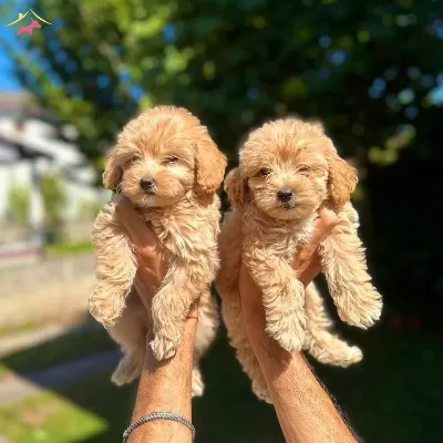 Baby Face Maltipoo Yavrularım