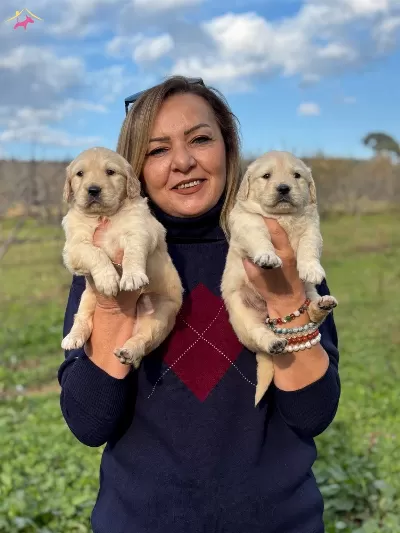 Muhteşem Bebek Yüzlü Golden Retriever Yavrularımız