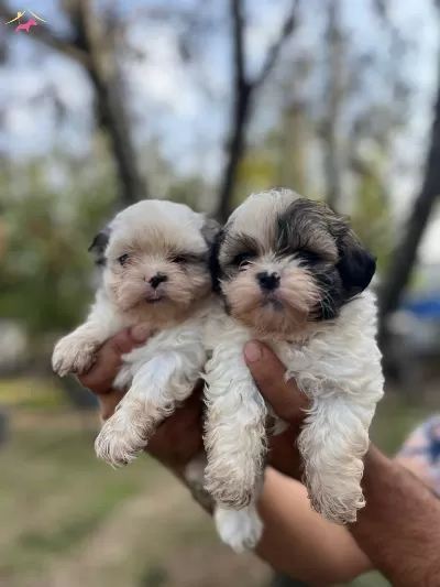 Shihtzu Bebeklerimiz Sizi Bekliyor