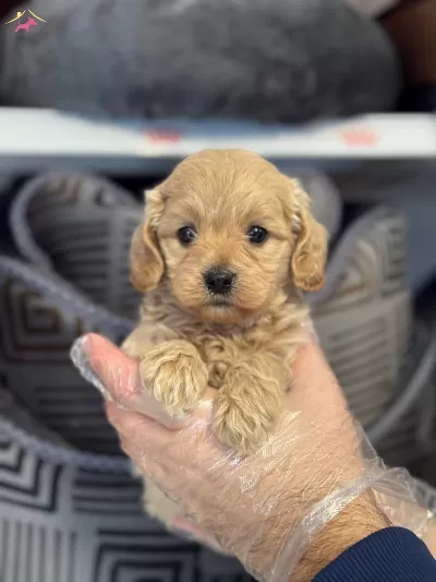Irk Garantili Maltipoo Yavrularımiz
