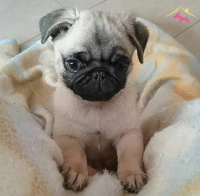 Safkan Pug Yavrularım Irk Garantili