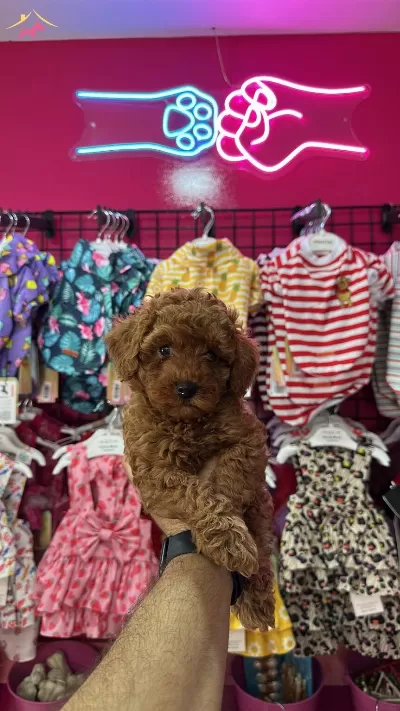 Kivir Kivir tüy Yumagi Poodle Yavrularımiz