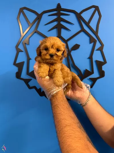 Kore Maltipoo Yavrularımiz